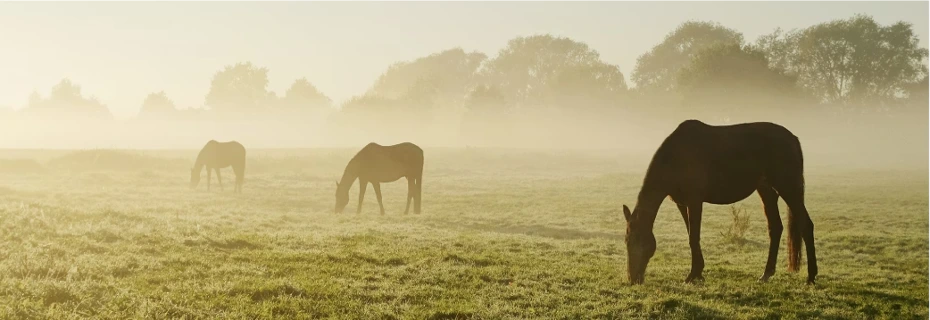 Cheval Galop Royal, réseau de partenaires équins