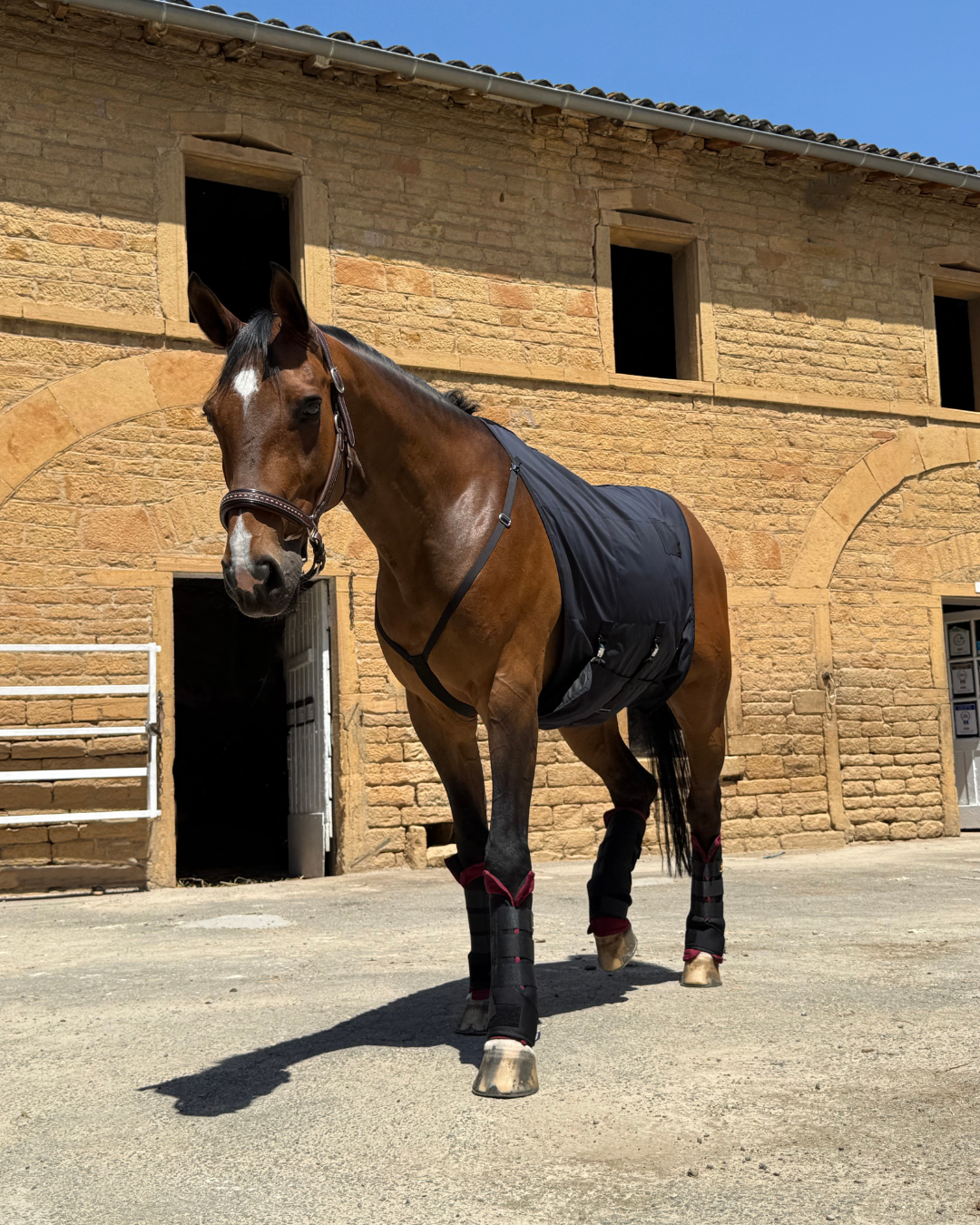 Couverture Ventrale Galop Royal