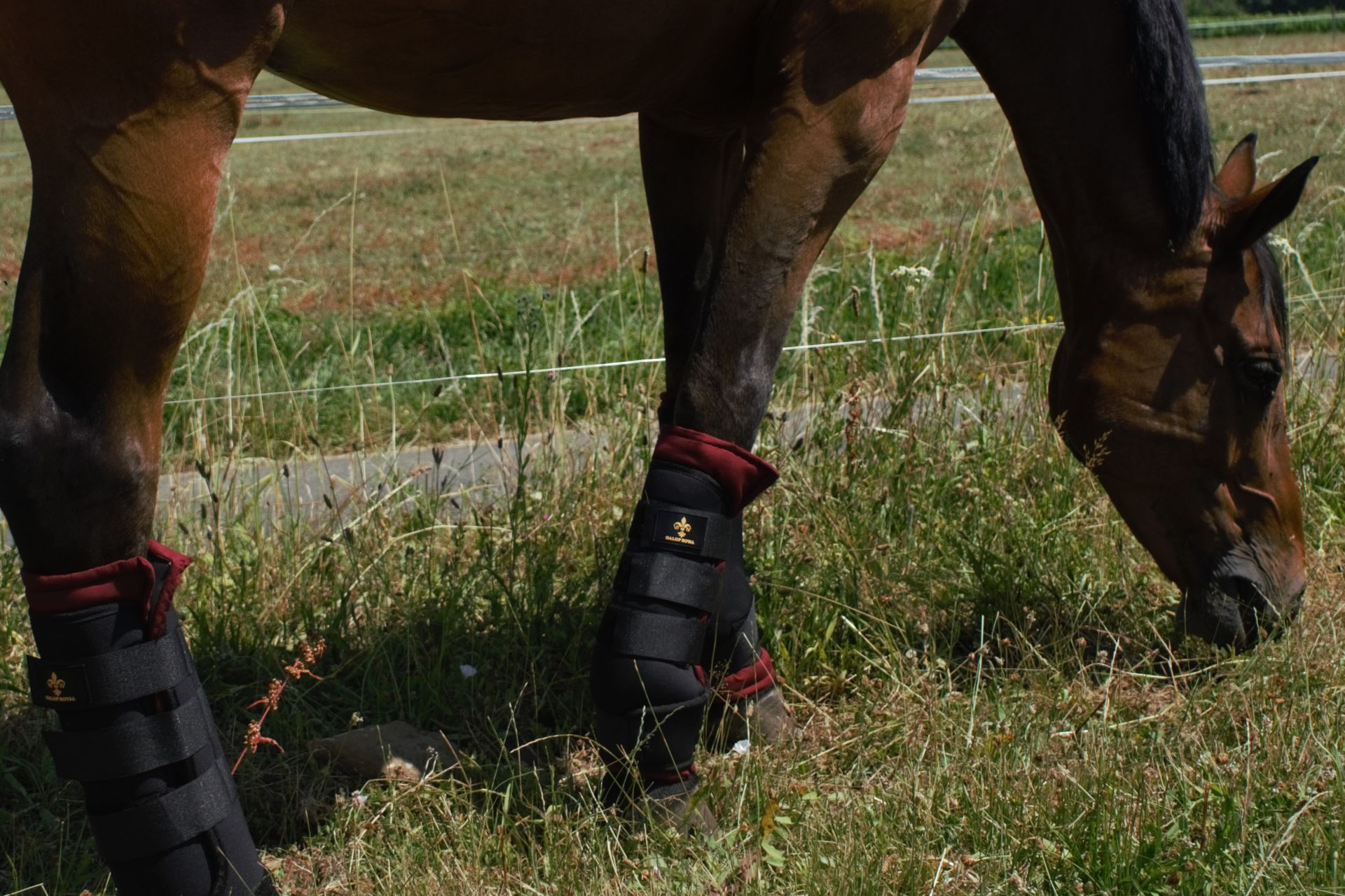 Guêtres de Repos Galop Royal - usage quotidien