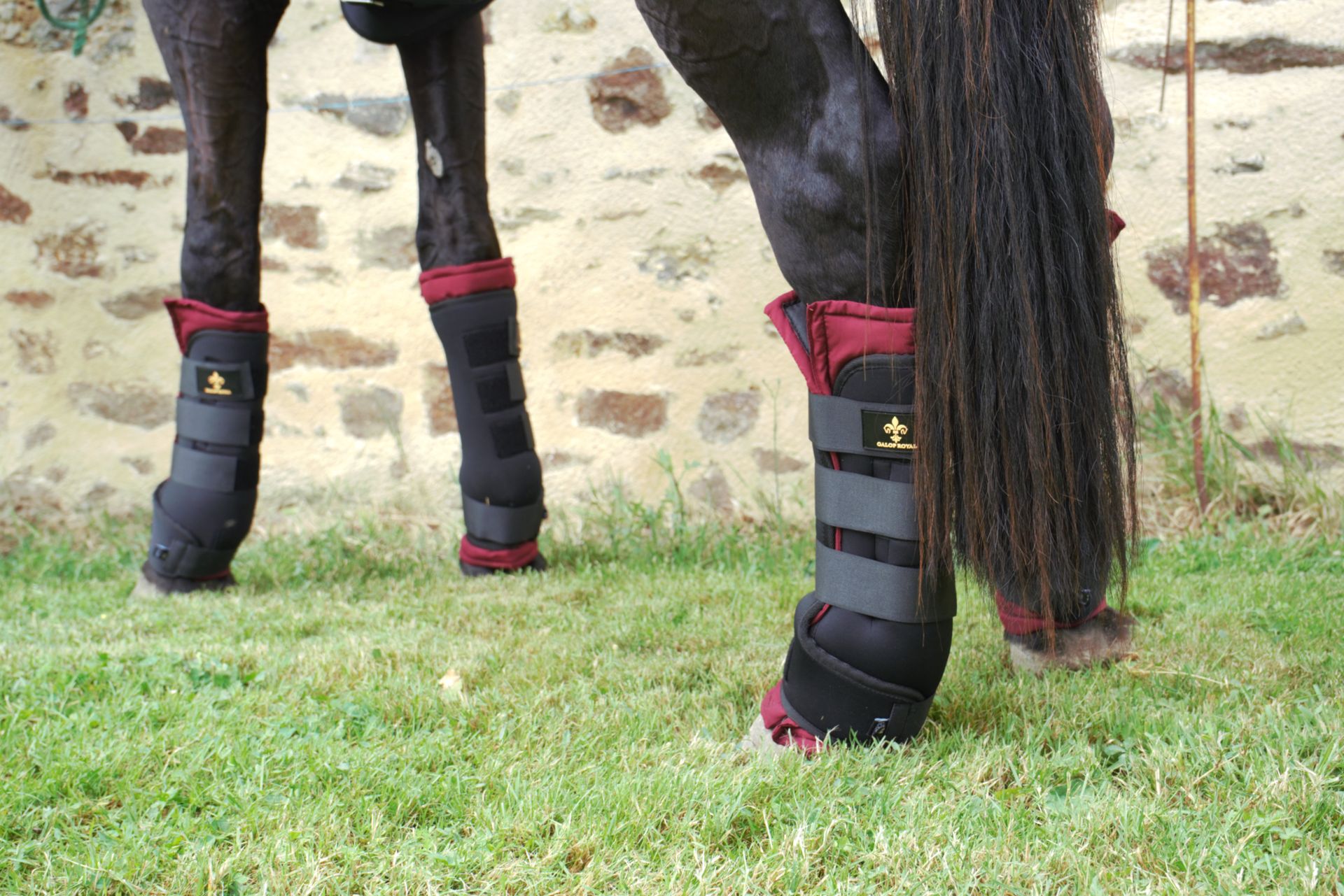 Guêtres de Repos Galop Royal - ambiance écurie