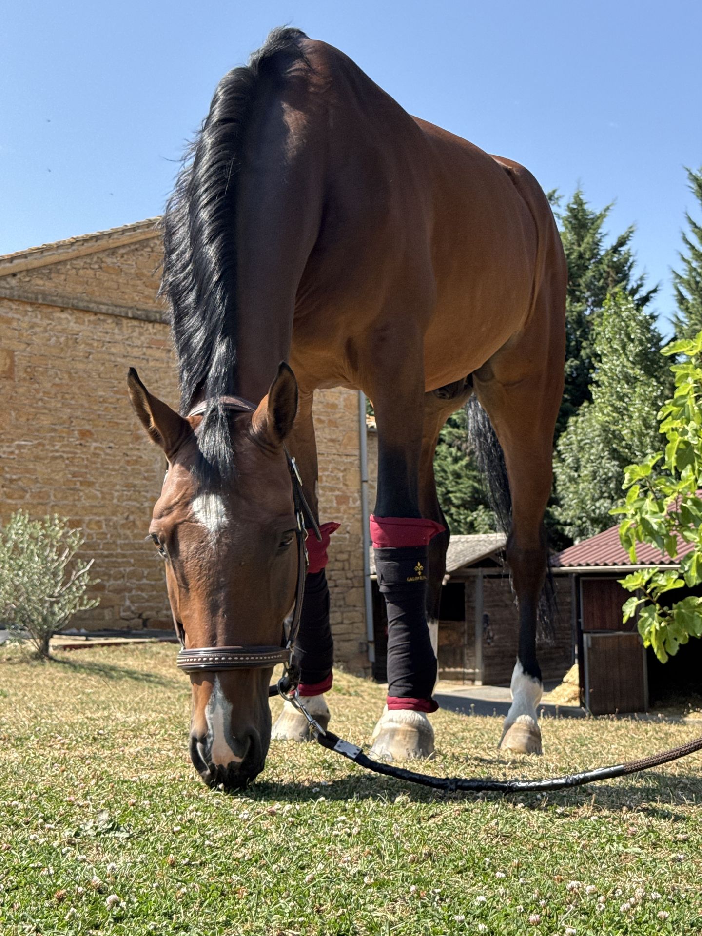 Bandes de Repos Galop Royal - cheval au pré, membres bandés