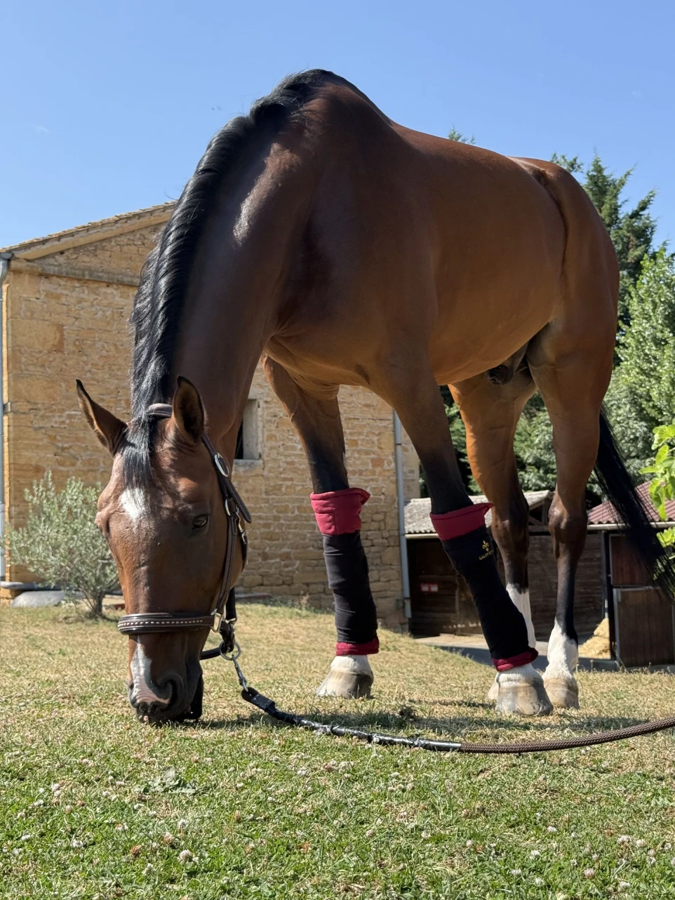 Sous-Bandages Galop Royal - cheval bandé, plan large